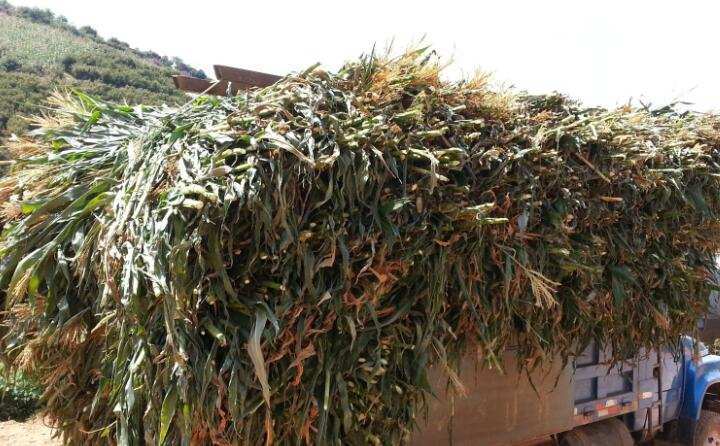 玉米秸稈 生物質(zhì)顆粒原料